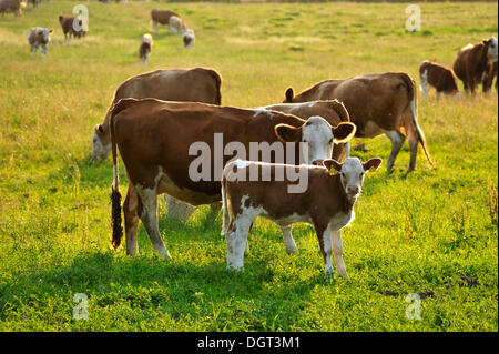 Vacca nutrice allevamento su un pascolo, mucca e vitello nella luce della sera, Kuhlrade, Meclemburgo-Pomerania Occidentale Foto Stock