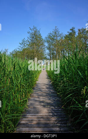 Il lungomare che conduce attraverso ance (Phragmites australis), riserva presso il Baltic resort di Prerow, Darss Foto Stock