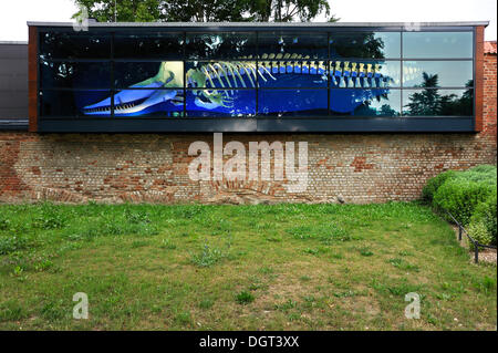 Scheletro di una balena (Cetacea) in una finestra di visualizzazione del tedesco Museo Oceanografico costruito nelle mura di cinta, Knieperwall Foto Stock