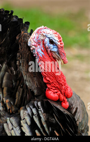 Testa colorata di un Wild Turchia (Meleagris gallopavo) in una fattoria Tauchersreuth, Media Franconia, Bavaria Foto Stock