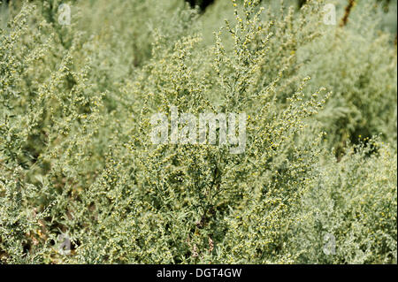 Absinthium, assenzio assenzio o comuni o assenzio (Artemisia absinthium) Foto Stock