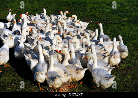 Oche, forma addomesticata del Grey Goose (Anser anser) in un prato nella luce del mattino, Othenstorf Foto Stock