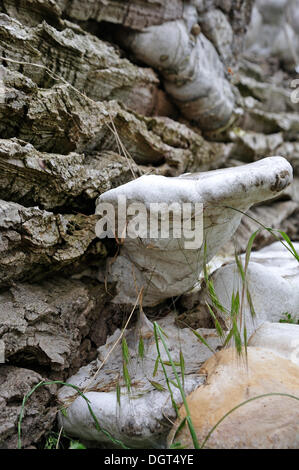 Una crescita anormale nel fungo Tinder (Fomes fomentarius) attraverso geotropism, qui su un tronco di pioppo (populus), Othenstorf Foto Stock