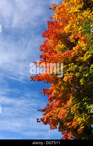 Norvegia (acero Acer platanoides) in colori autunnali, Entmersberg, Svizzera della Franconia, Media Franconia, Bavaria Foto Stock