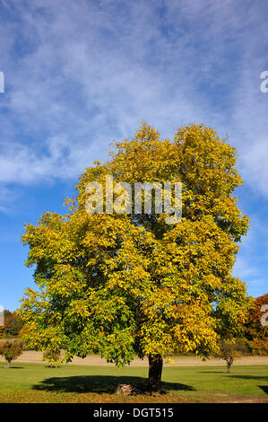 Il persiano Walnut Tree, inglese Walnut Tree (Juglans regia) in colori autunnali, Entmersberg, Svizzera della Franconia Foto Stock