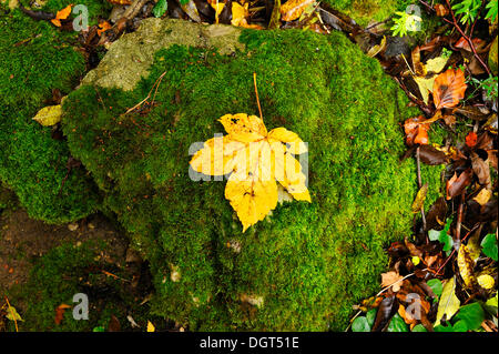 Un PLATANO GIALLO maple leaf giacente su un muschio-pietra coperta in autunno, Osternohe, Svizzera della Franconia, Media Franconia Foto Stock