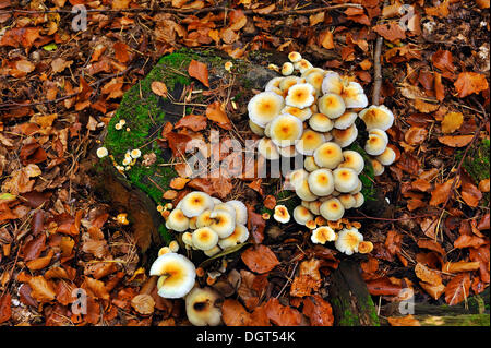Intrico di ciuffo di zolfo o cluster (Woodlover Hypholoma fasciculare) su un ceppo di albero, Svizzera della Franconia, Enzenreuth Foto Stock