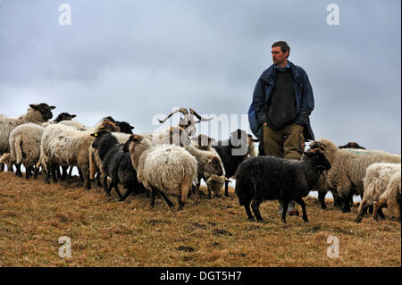 Giovane agricoltore cercando dopo le sue pecore, una capra al centro, Kalkberg, Nesow, Meclemburgo-Pomerania, Germania Foto Stock