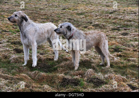 Due Irish Wolfhound gli incroci in piedi su un pascolo, Kalkberg, Nesow, Meclemburgo-Pomerania, Germania Foto Stock