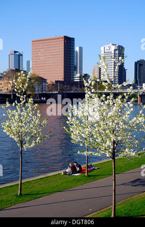 Alberi con fiori di colore bianco sulla riva del fiume Main, Theodor-Stern-Kai, nella parte anteriore della skyline di ufficio e di Foto Stock