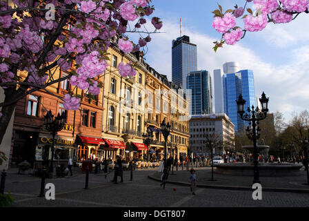 Ciliegio con boccioli rosa a Opernplatz square, nella distanza, edifici per uffici nel distretto bancario Foto Stock