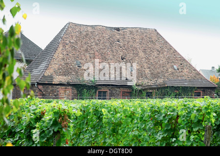 Cantina con un vecchio ,fatiscenti country house,Geisenheim,Rheingau,Hessen, Germania Foto Stock