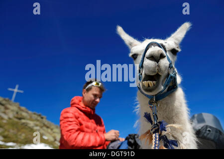 Llama tour al vertice di Boeses Weibele montagna nel gruppo Defregger, carniche, Dolomiti di Lienz superiore, Val Pusteria Foto Stock