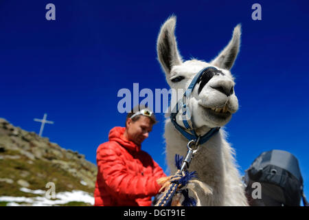 Llama tour al vertice di Boeses Weibele montagna nel gruppo Defregger, carniche, Dolomiti di Lienz superiore, Val Pusteria Foto Stock