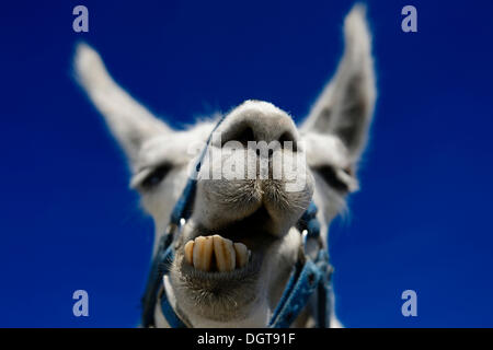 Llama ruminating, ritratto, llama tour al vertice di Boeses Weibele montagna nel gruppo Defregger, Dolomiti Carniche Foto Stock