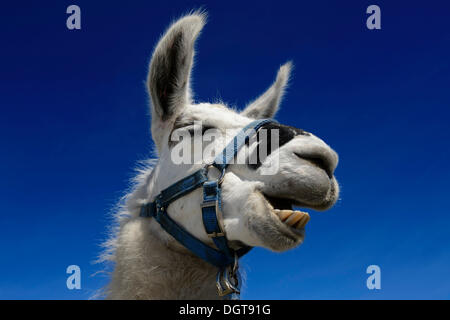 Llama (Lama glama) ruminating, ritratto, llama tour al vertice di Boeses Weibele montagna nel gruppo Defregger Foto Stock