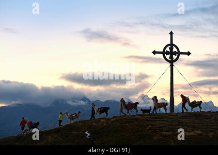 Lama tour al vertice della montagna Ederplan nel gruppo Defregger, carniche, Dolomiti di Lienz superiore, Val Pusteria, Tirolo orientale Foto Stock