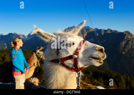 Giovane donna con llama, Llama gita sul Monte Hochstein, Superiore Lienz, Val Pusteria, Tirolo orientale, Austria, Europa Foto Stock