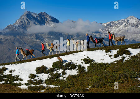 Llama tour al vertice di Boeses Weibele montagna nel gruppo Defregger, carniche, Dolomiti di Lienz superiore, Val Pusteria Foto Stock