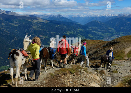 Llama tour al vertice di Boeses Weibele montagna nel gruppo Defregger, carniche, Dolomiti di Lienz superiore, Val Pusteria Foto Stock