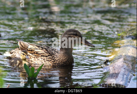 La femmina di anatra dal giovane anatroccolo a galla Foto Stock