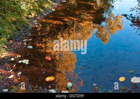 Riflessi di alberi con i loro colori autunnali e foglie galleggianti su un sentiero del Parco pozza di Dundee, Regno Unito Foto Stock