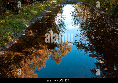 Acqua riflessioni di alberi con i loro colori autunnali e foglie galleggianti su un sentiero del Parco pozza di Dundee, Regno Unito Foto Stock