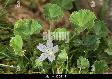 Malva neglecta, Dwarf Mallow Foto Stock