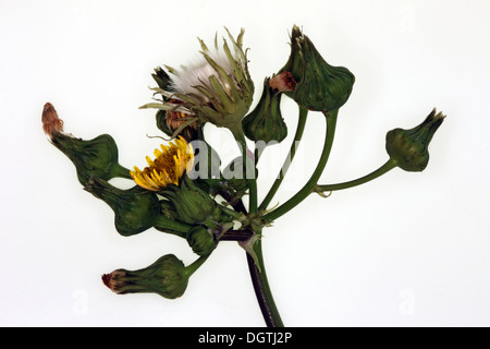 Sharp-frange Sow Thistle, Sonchus asper Foto Stock