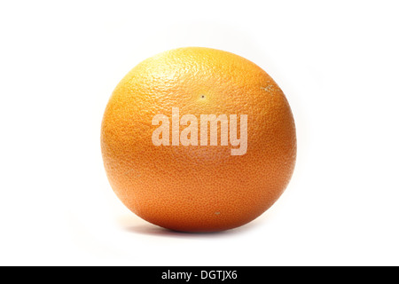 Big orange isolati su sfondo bianco Foto Stock