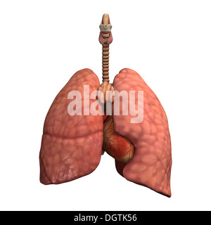 3D render digitale di sani polmoni umani isolati su sfondo bianco Foto Stock
