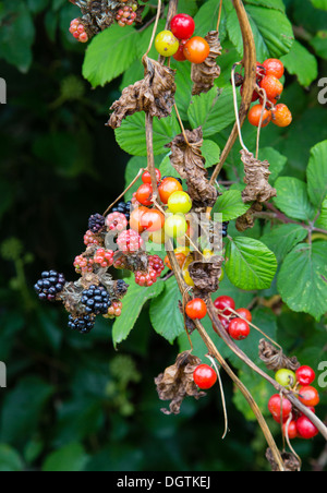 Colori d'autunno siepe contenente Blackberry e White Bryony frutti Foto Stock