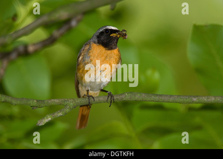 (Redstart Phoenicurus), maschio, Turingia Foto Stock