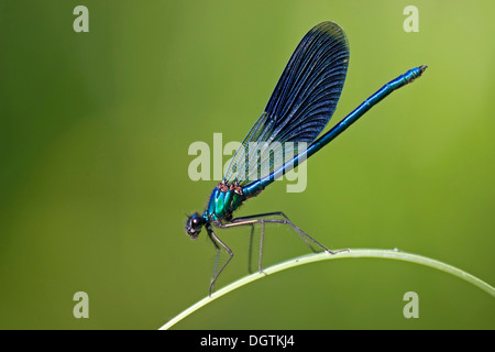 Nastrare demoiselle (Calopteryx splendens), maschio, Fert&#337;-Hanság National Park, Ungheria, Europa Foto Stock