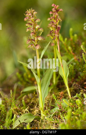 Frog Orchid o Long-Bracted verde (orchidee Coeloglossum viride), Islanda, Europa Foto Stock