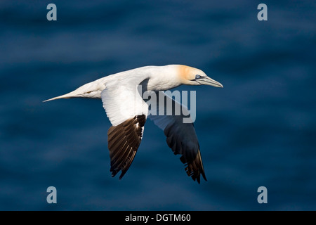 Adulto Gannett settentrionale (Morus bassanus) in volo, Langanes penisola, Islanda, Europa Foto Stock