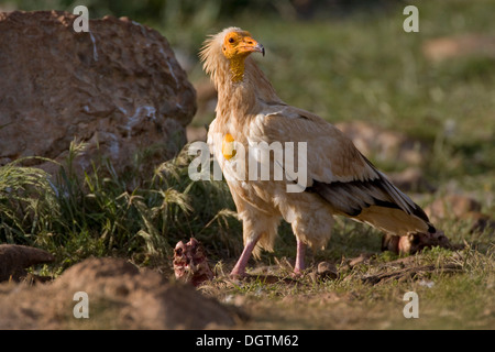 Avvoltoio Capovaccaio (Neophron pernkopterus), Pirenei, Spagna, Europa Foto Stock