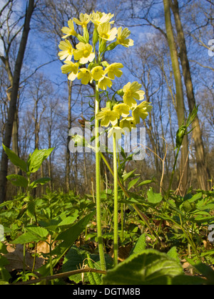 Oxlip (Primula elatior, Turingia) Foto Stock