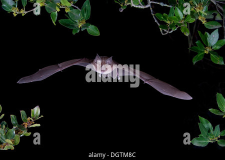 Ferro di cavallo maggiore bat (Rhinolophus ferrumequinum) in volo, l'isola di Sardegna, Italia, Europa Foto Stock