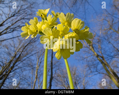 Oxlip (Primula elatior, Turingia) Foto Stock