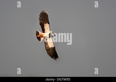 Pavoncella (Vanellus vanellus) in volo, il lago di Neusiedl, Austria, Europa Foto Stock