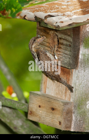 Eurasian spasmodico (Jynx torquilla) arroccato su una scatola di nidificazione con ant pupe, Sassonia-Anhalt Foto Stock