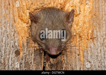 Moscardino commestibili (Glis glis) in una scatola di nidificazione, Sassonia-Anhalt Foto Stock