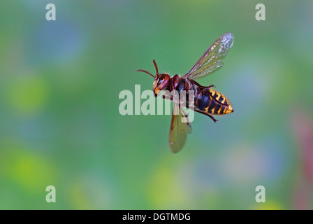 Unione hornet (Vespa crabro), il lavoratore in volo, Turingia Foto Stock