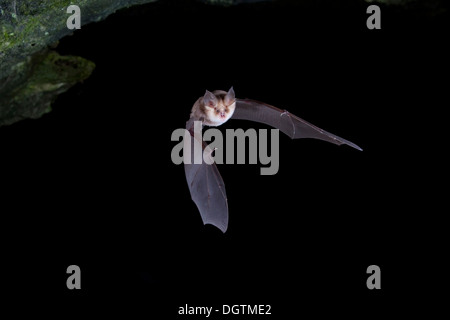 Mehely Ferro di cavallo della bat (Rhinolophus mehelyi) in volo, Sardegna, Italia, Europa Foto Stock