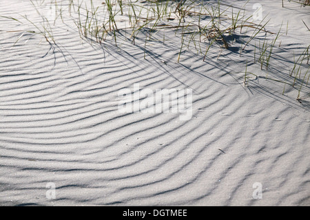 Spiaggia di sabbia bianca sulla costa sud di Dueodde, Bornholm, Danimarca Foto Stock