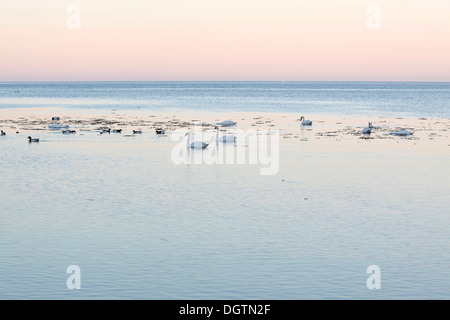 Cigni bianchi dal mare nella luce della sera sulla costa sud dell'isola di Bornholm in Snogebeak, Danimarca Foto Stock