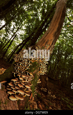 Un albero morto il moncone in autunno, coperto con funghi (specie sconosciuta) Foto Stock