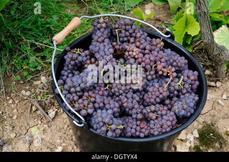 Raccolte Pinot Gris uve, Alsazia, Francia Foto Stock