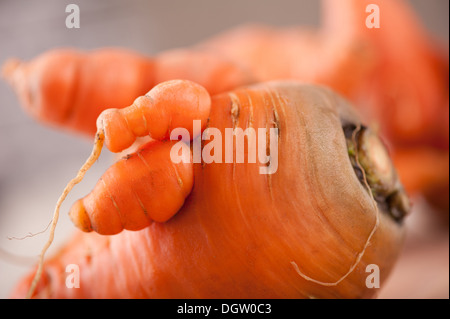 Materie deformato radici di carota e di dettaglio delle forcelle Foto Stock